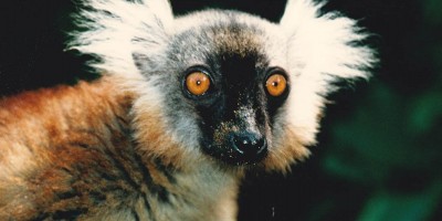 10 Lemur catta ou maki p2f